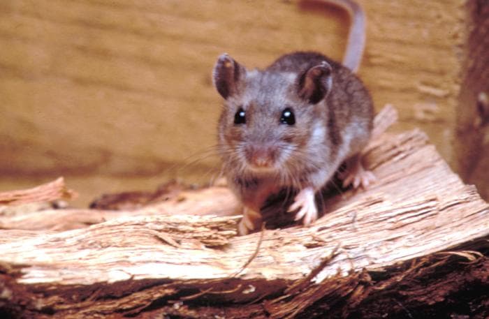 Un soarece cerb, gazda rozatoare asociata cu riscul de hantavirus.